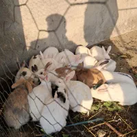 واگذاری خرگوش