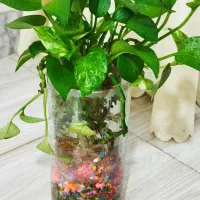 گل و‌گیاه|گل و گیاه طبیعی|نیشابور, مازول|دیوار