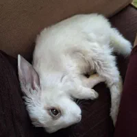 خرگوش نژاد نیوزیلندی|موش و خرگوش|پردیس, فاز ۱۱|دیوار