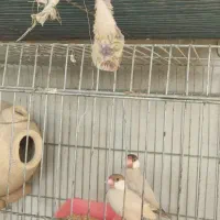 فروش جفت نرگسی شکلاتی