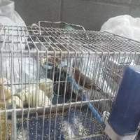 با سلام دو عدد سهره قناری بفروش میرسد|پرنده|چهاردانگه (تهران), |دیوار