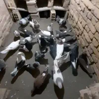 کبوتر پرشی|پرنده|قوچان, |دیوار