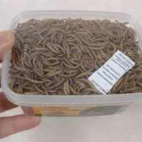 کرم میلورم خشک