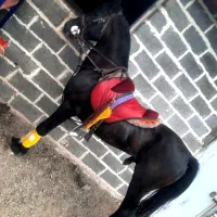 نریان مشکی پرخون ۶ دنگ|اسب و تجهیزات اسبسواری|اراک, |دیوار