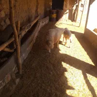 کاور ورن سنجابی|حیوانات مزرعه|حمیل, |دیوار