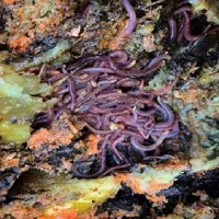 فروش کرم خاکی زنده ایزینیافتیدا