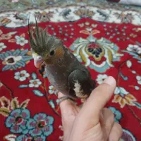 جوجه عروس هلندی