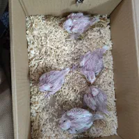 جوجه عروس هلندی