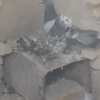 .کفتر دست اولی