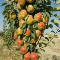 نهالستان پالیز دارای مجوز جهاد کشاورزی|خدمات باغبانی و درختکاری|لار, |دیوار