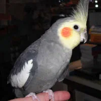 عروس هلندی دستی حرف بزن