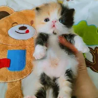 بچه گربه پرشین اگزوتیک مینیاتوری