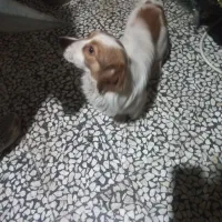 مجانی|سگ|لنگرود, |دیوار