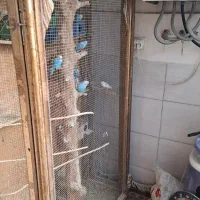 مرغ عشق با قفس