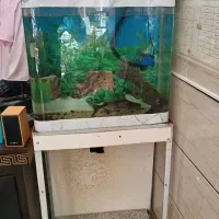 اکواریوم شیشه خم با ماهی کوسه