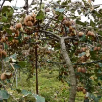 کیوی شما را خریداریم|خدمات باغبانی و درختکاری|تالش, هشتپر|دیوار