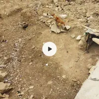 واگذاری توله نگهبان نر|سگ|کرمانشاه, |دیوار