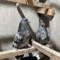 کفتر سرور|پرنده|تهران, حشمتیه|دیوار