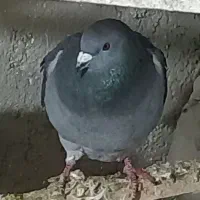 پلاکی نر|پرنده|ابهر, |دیوار