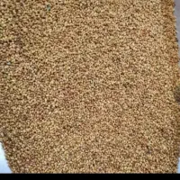 بذر یونجه اعلا بوجاری شده