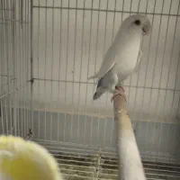 کوتوله بالفالو ماده آماده|پرنده|مشهد, یوسفیه (شهرک غرب)|دیوار