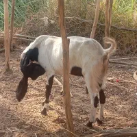 بز ابستن
