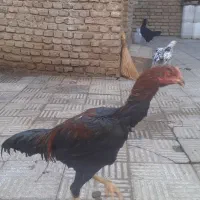 جوجه خروس لاری|حیوانات مزرعه|سلماس, |دیوار