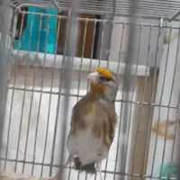 فروش سهره قناری نر نشاندار