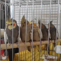 فروش جوجه دانه خور عروس هلندی آماده برای دستی شدن|پرنده|تهران, فرزانه|دیوار