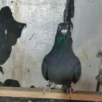 کبوتر پلاکی ماده سیاه|پرنده|صدرا-فارس, فاز ۲|دیوار