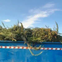 خریدار گیاهان دارویی شما هستیم