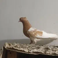 کبوتر کله زرد