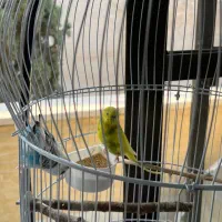 مرغ عشق همراه قفس و آویز|پرنده|اصفهان, باغ نگاره|دیوار