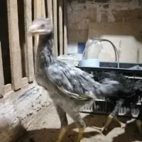 جوجه مرغ وخروس  مشکی وطوسی