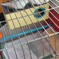 مرغ عشق وطوطی برزیلی|پرنده|اردبیل, |دیوار