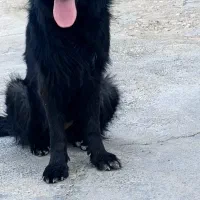 ژرمن|سگ|حاجی آباد, |دیوار