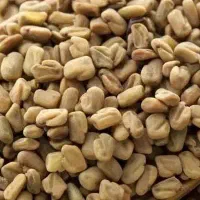 بذر شنبیله 100کیلو