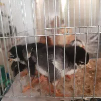 ۶عدد چوری گلین لری عشایری|حیوانات مزرعه|خرانق, |دیوار