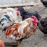 خروس گلین و محلی