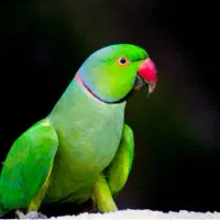 فروش یک عدد طوطی ملنگو نر  با قفس ولوازم