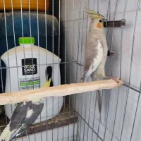 عروس هلندی نر وماده