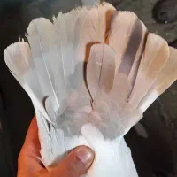 چهار عدد نر رنگی|پرنده|سوسنگرد, |دیوار