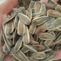 تخمه درجه یک بوداده