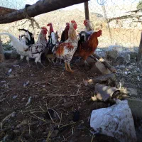 فروش مرغ خروس نیمچه جوجه گلین اصیل