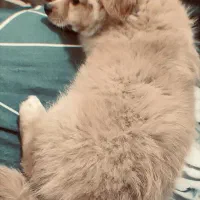 بخاطر نداشتن موقعیت و نداشتن وقت|سگ|گرگان, |دیوار