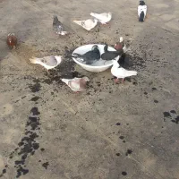 تعداد ۳۳تاکبوتررنگی شهرستانی