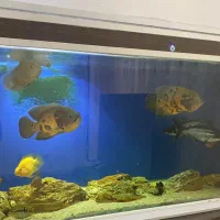 آکواریوم ۱۶۰ سانتی متری سمپ دار