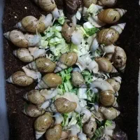 قیمت توافقی|خزنده|شیراز, کفترک|دیوار