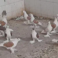 کبوترپشتی کاکل پرپا