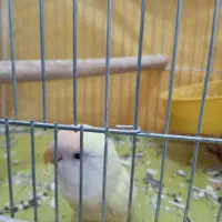 کوتوله دستی و نیمه دستی|پرنده|نجفآباد, یزدانشهر|دیوار